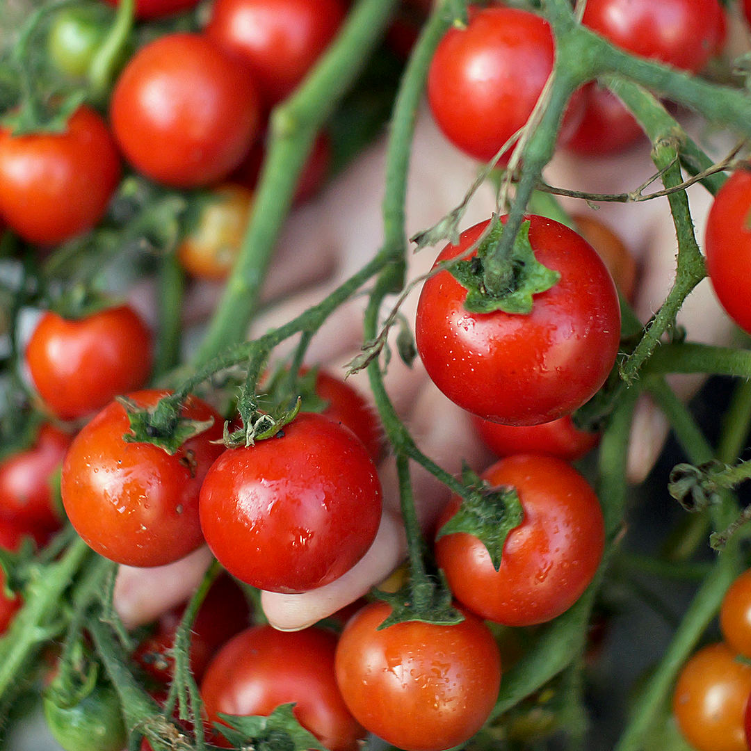 world of chillies cherry falls tomato heavy truss close growth
