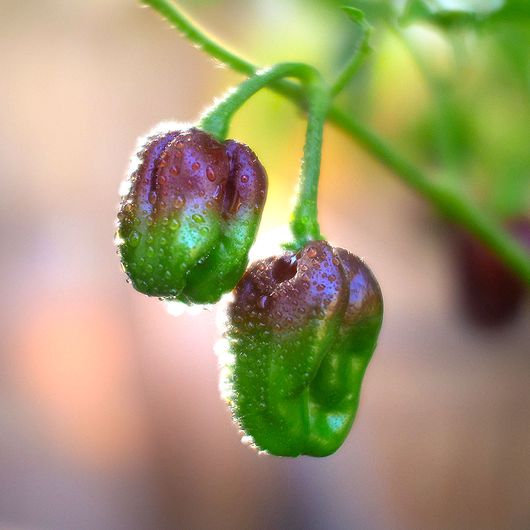 World of Chillies Chocolate Habanero unripe green and purple pods with morning dew
