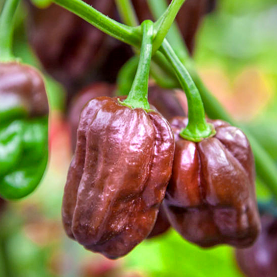 World of Chillies Chocolate Habanero chillies close-up on the plant