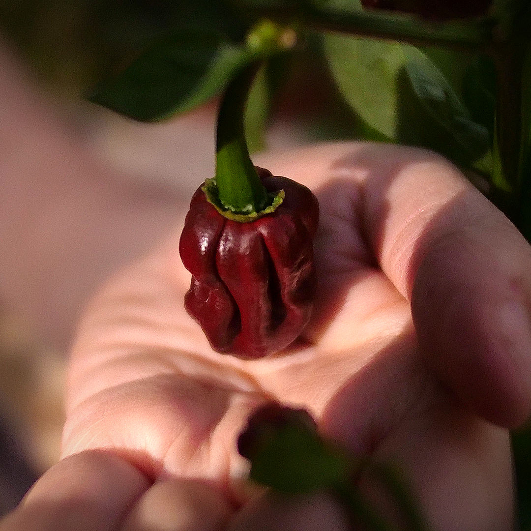 World of Chillies Chocolate Habanero chilli held gently showing glossy brown skin
