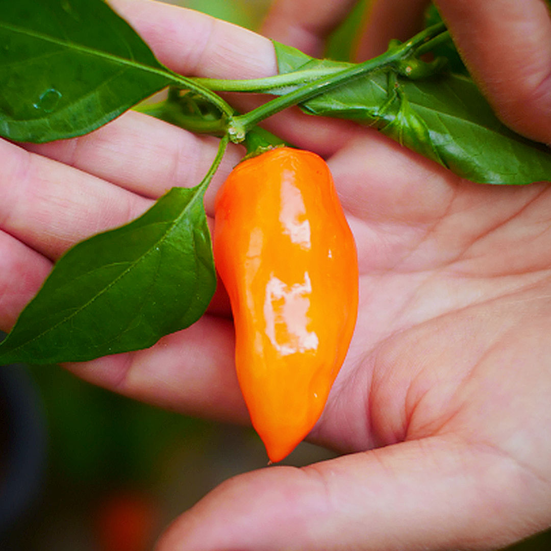 World of Chillies Orange Habanero chilli plant in pot with grower, covered in bright orange fruit