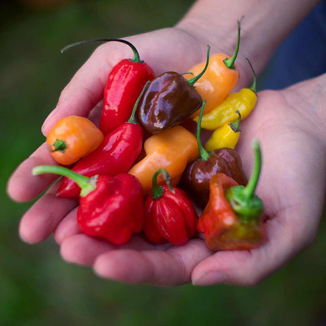 World of Chillies Classic Chilli Collection — mixed red, orange, yellow, and brown chillies held in both hands
