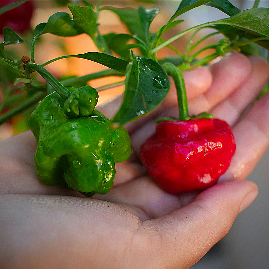 World of Chillies Jamaican Hot chillies ripening from green to red