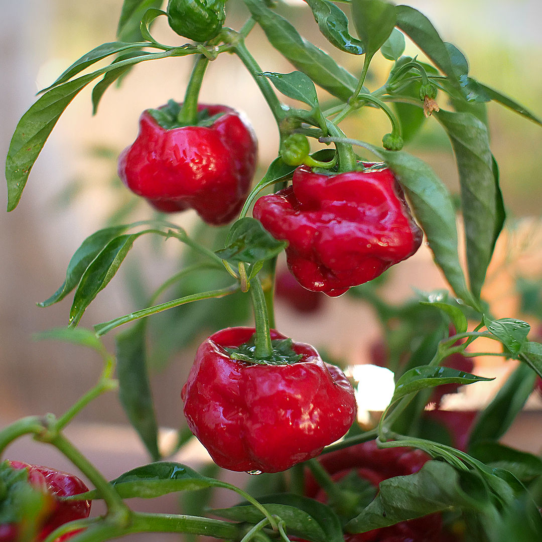 World of Chillies Jamaican Hot chillies growing on compact plant