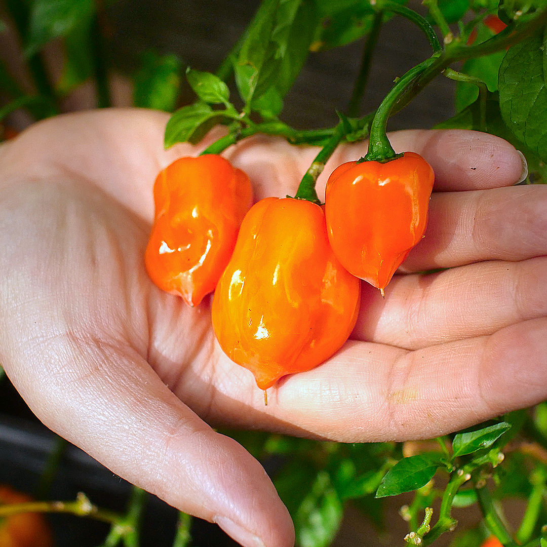 World of Chillies Orange Habanero chilli pod in hand, smooth orange fruit with rich colour and shine