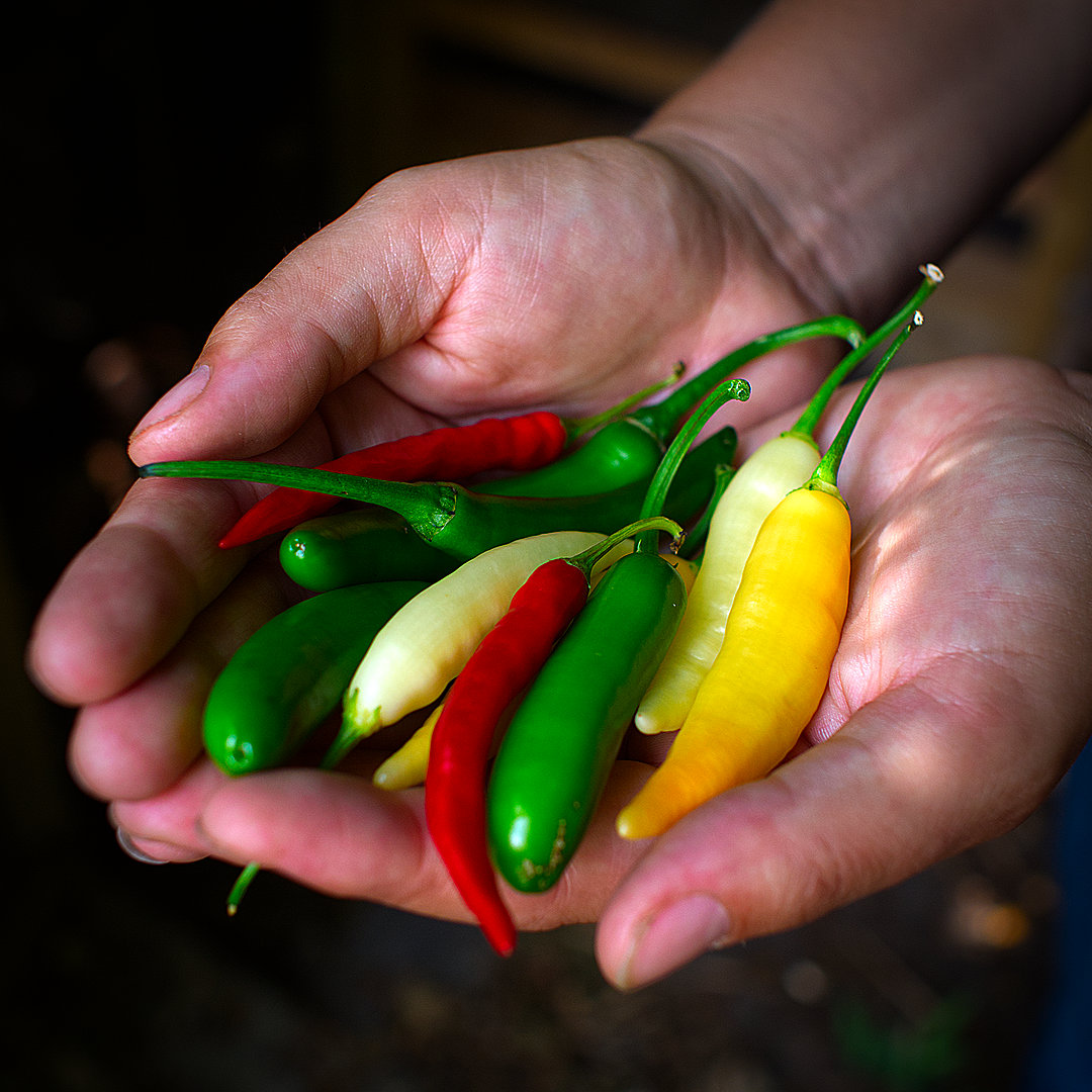 world of chillies handful of mixed cooks’ chillies in red green and yellow