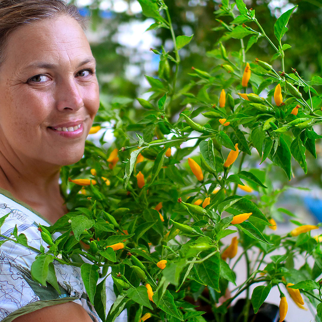 World of Chillies Lemon Aji plant with grower and ripe yellow chillies