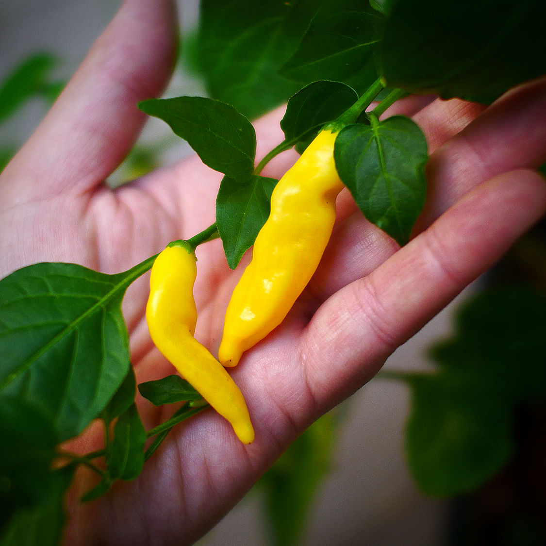 World of Chillies Lemon Aji yellow chillies growing on plant