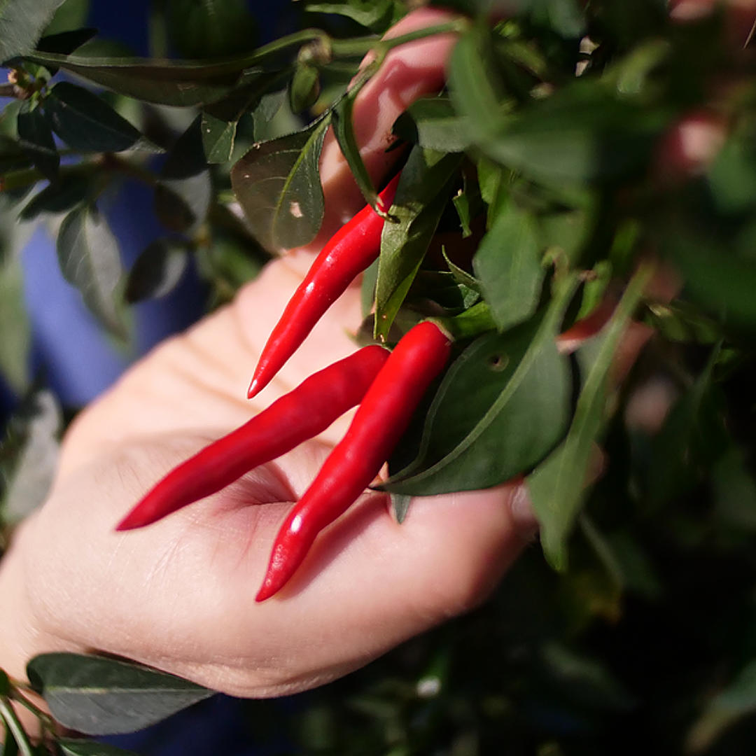World of Chillies hand holding ripe Cayenne chillies on plant