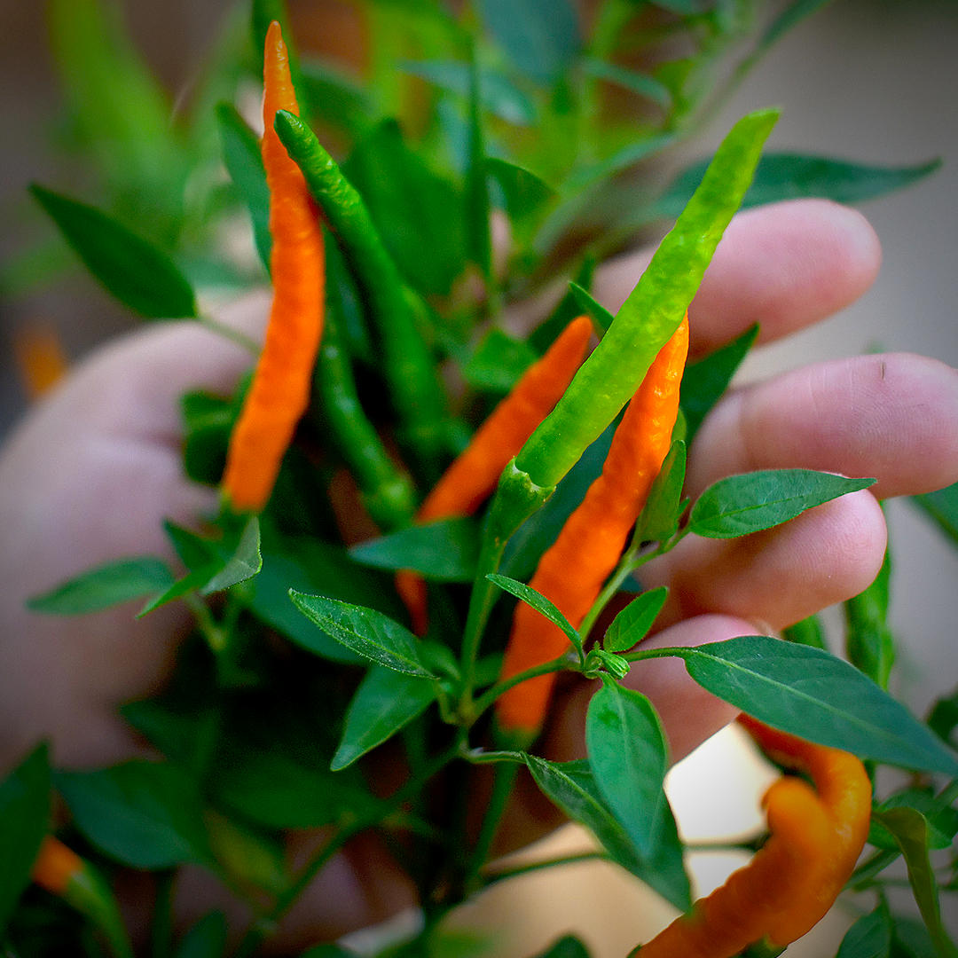 World of Chillies Orange Tyger chillies ripening from green to bright orange on plant