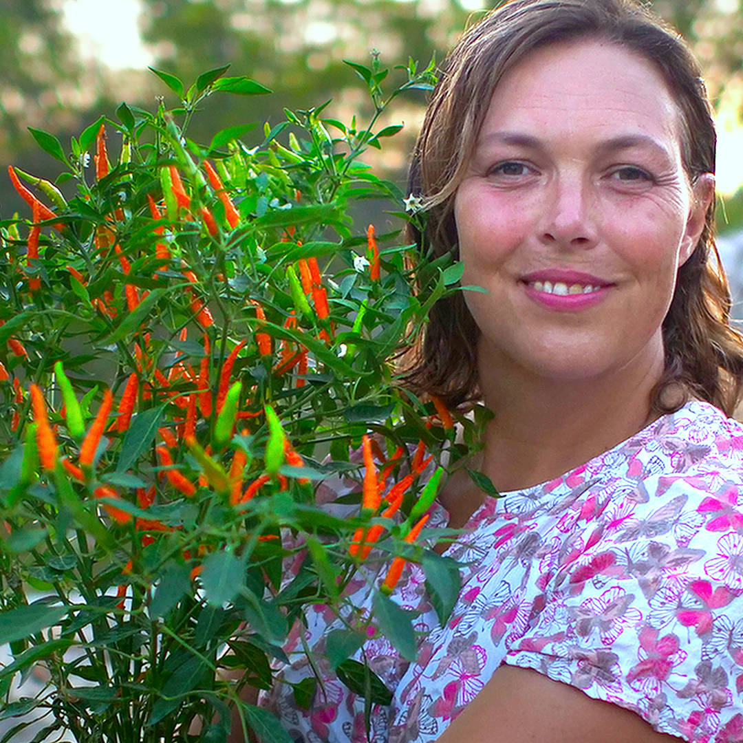 World of Chillies potted Orange Tyger chilli plant in full fruit