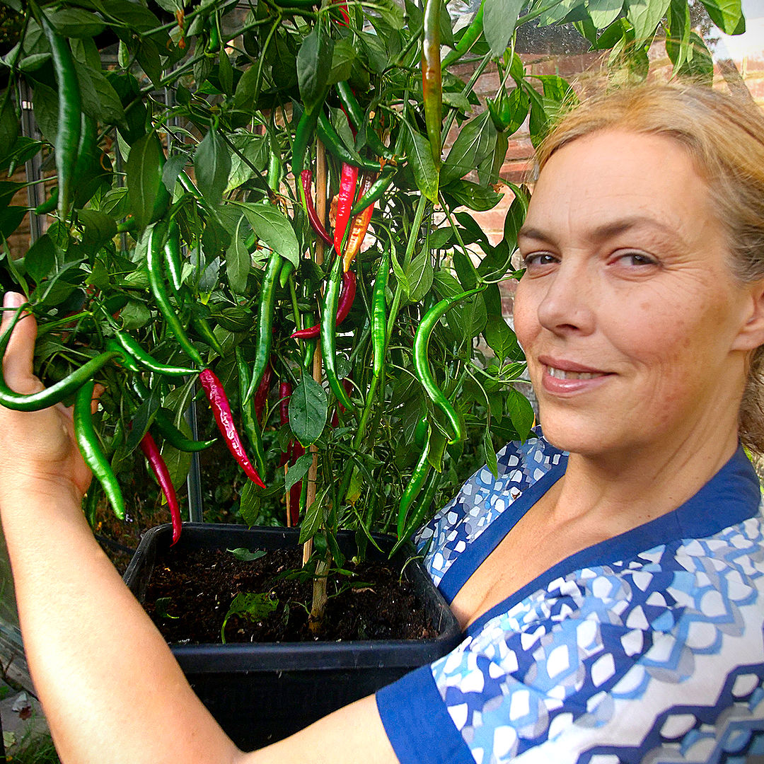 World of Chillies Kashmiri Chilli plant with green and red pods