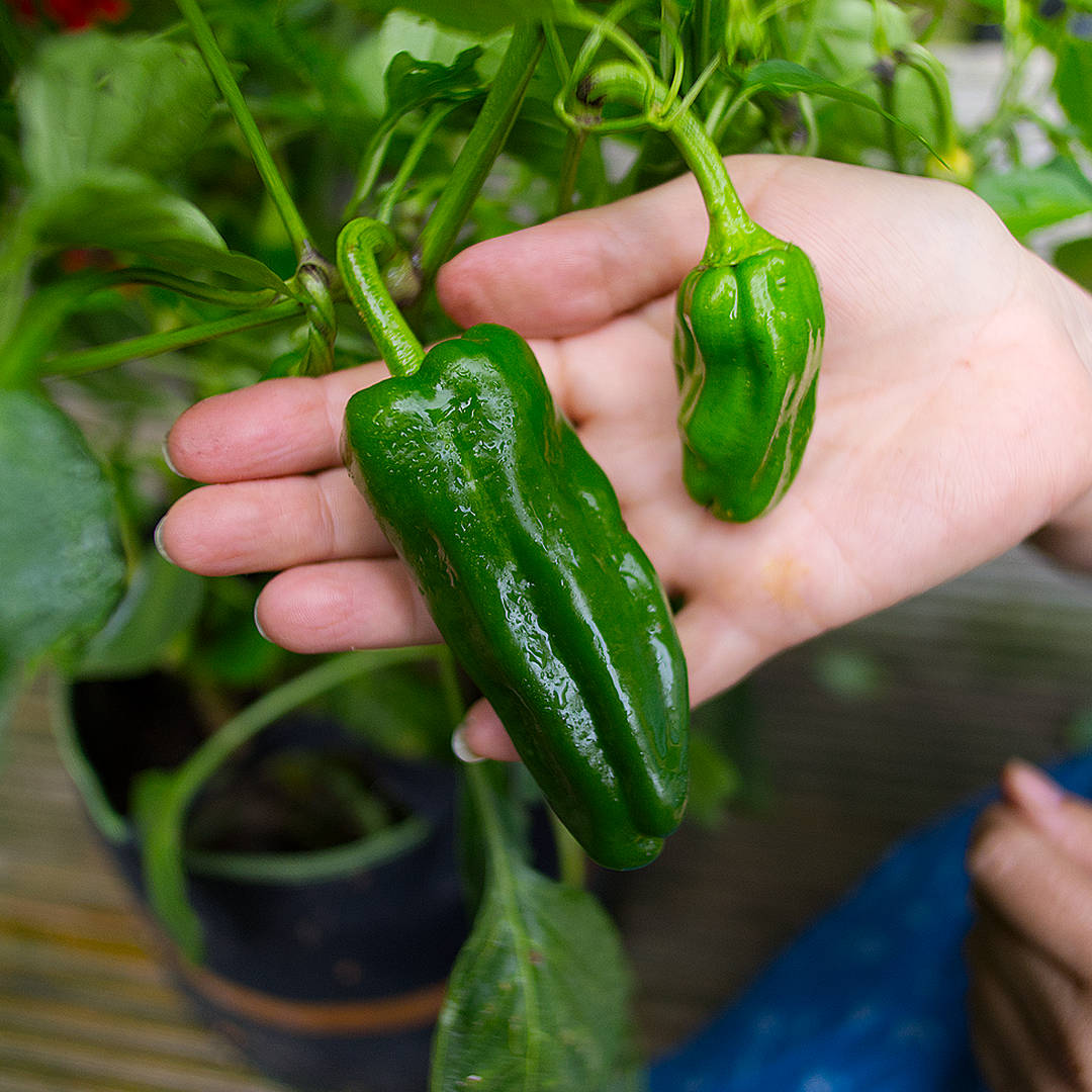 World of Chillies Pimiento de Padron unripe chillies growing on plant