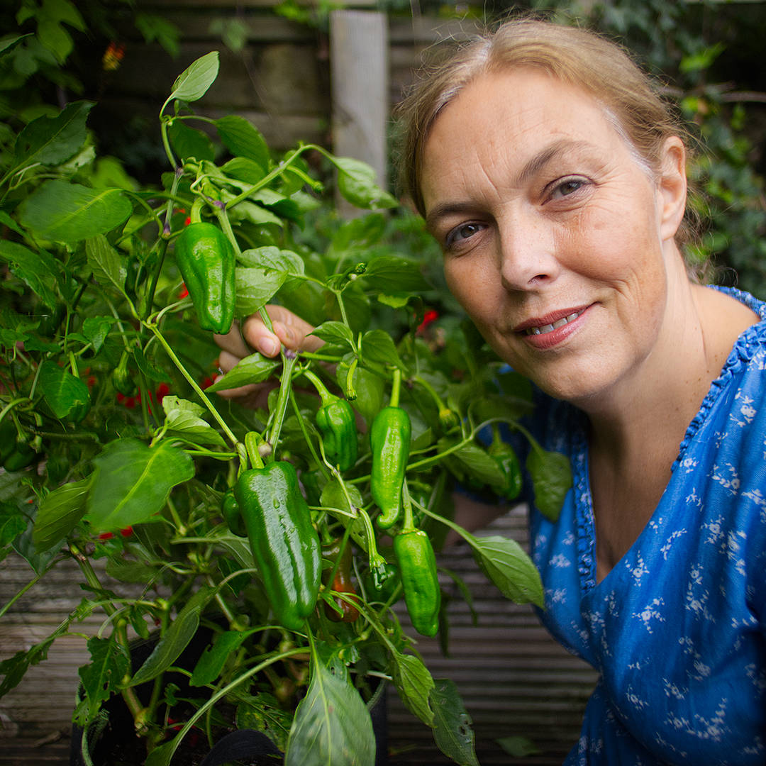 World of Chillies Pimiento de Padron plant with grower showing developing pods