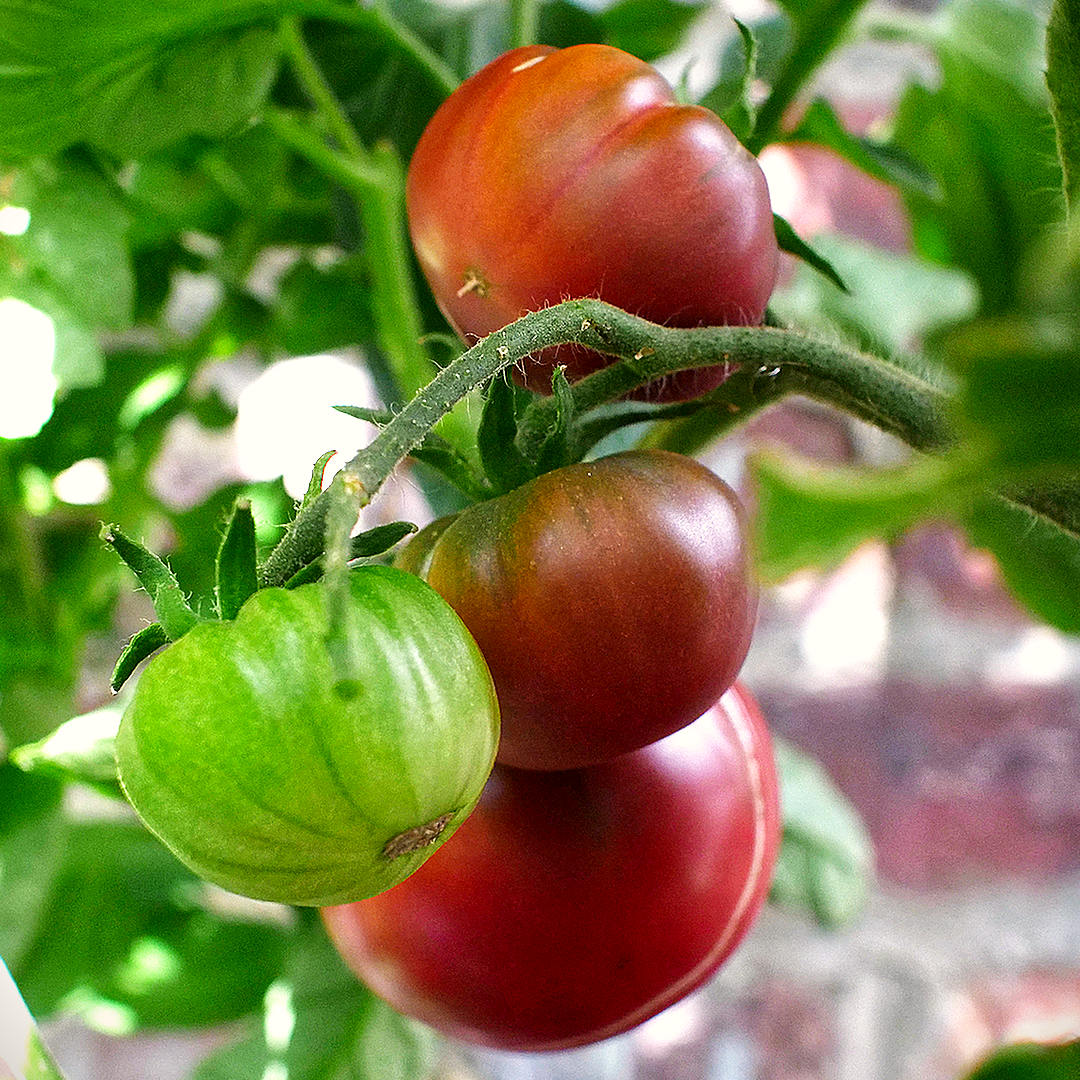 world of chillies purple cherokee tomato unripe fruit on the vine