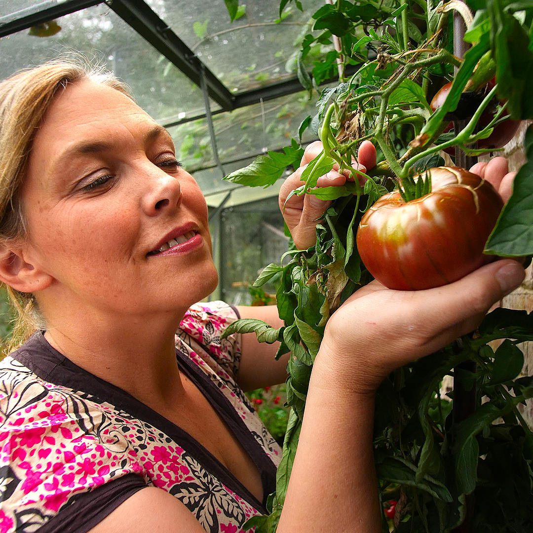 world of chillies purple cherokee tomato ripening in greenhouse