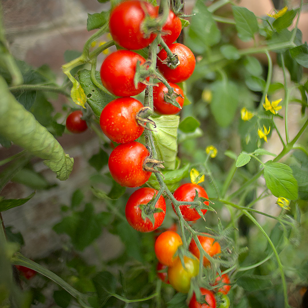 world of chillies gardener’s delight tomato long truss on the vine