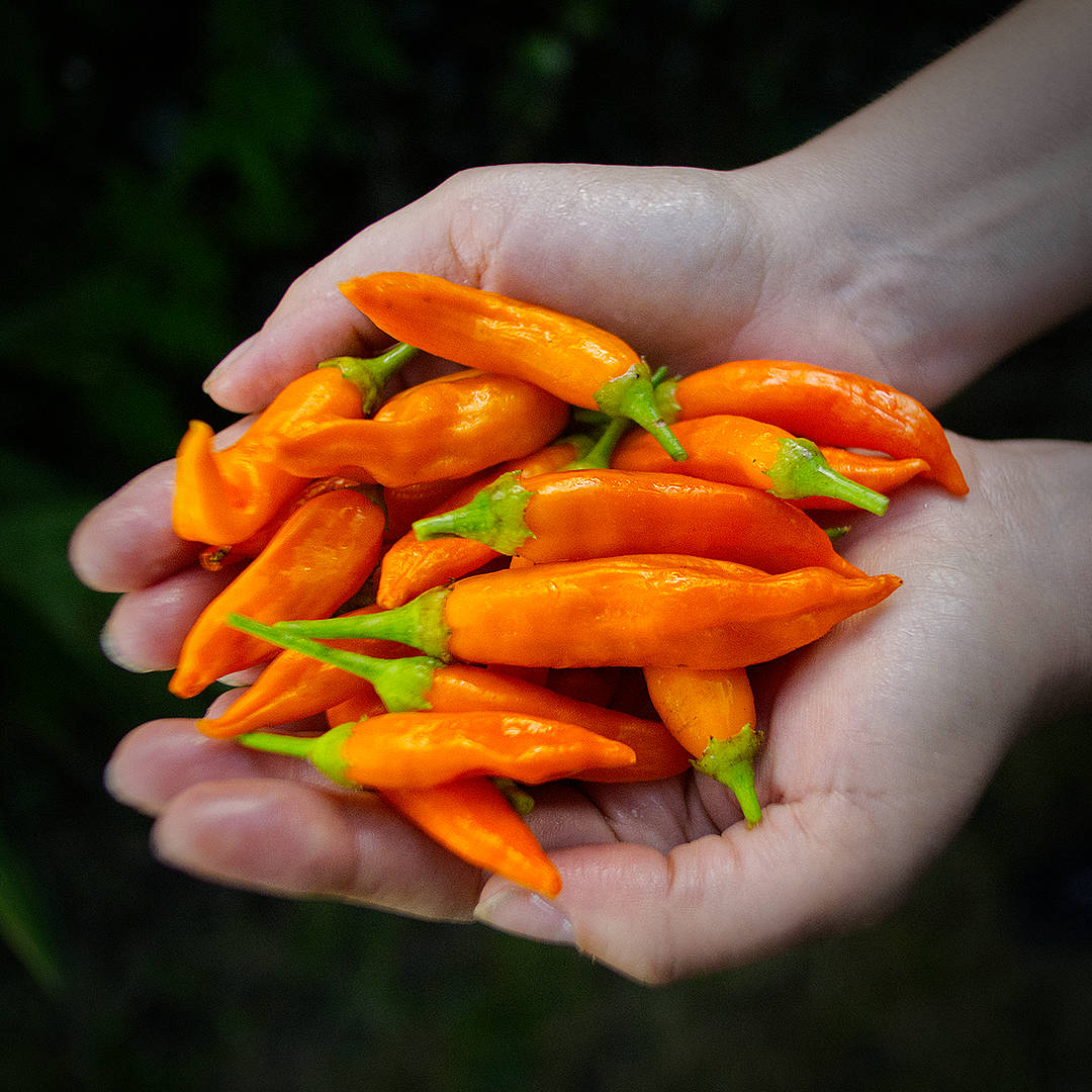 World of Chillies Havana Gold chilli pods in hands