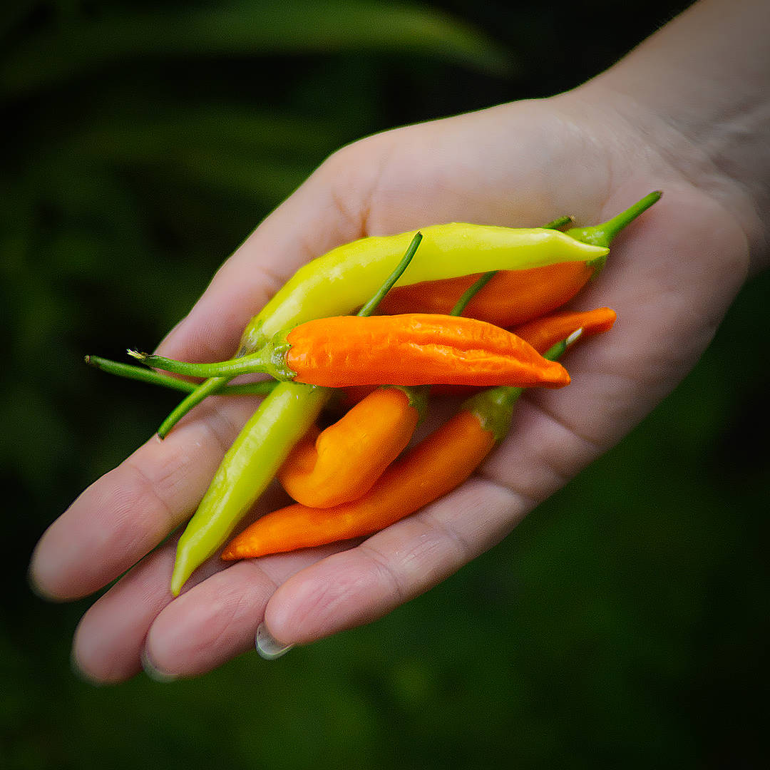 World of Chillies Havana Gold chilli different colours up close