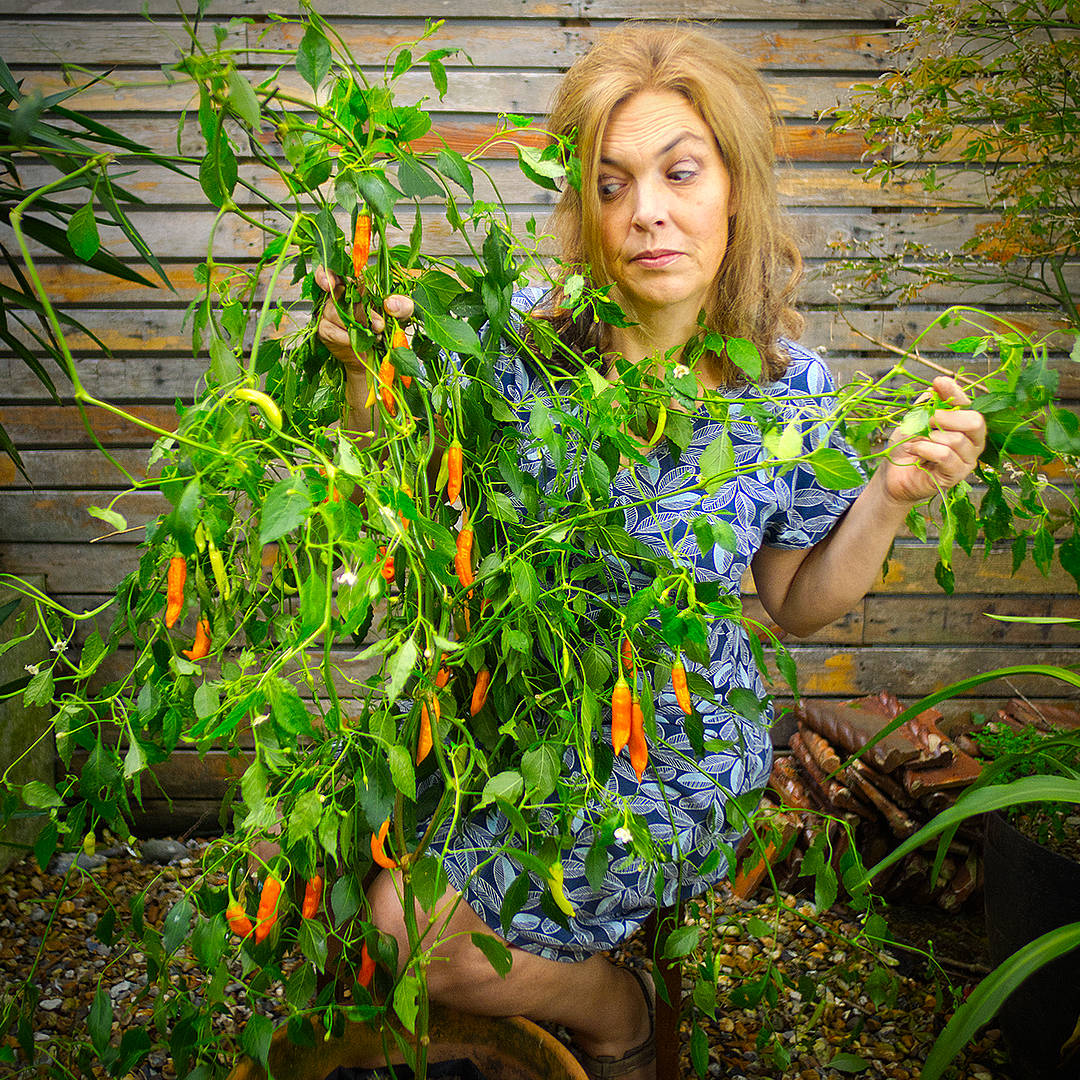 World of Chillies Havana Gold chilli with grower