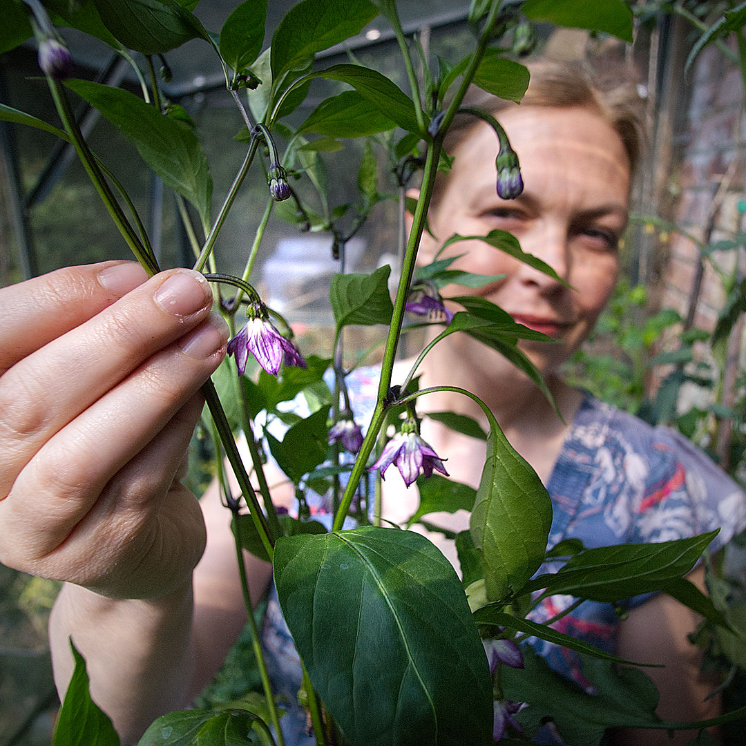 World of Chillies Hungarian Black chilli grower with flowering plant