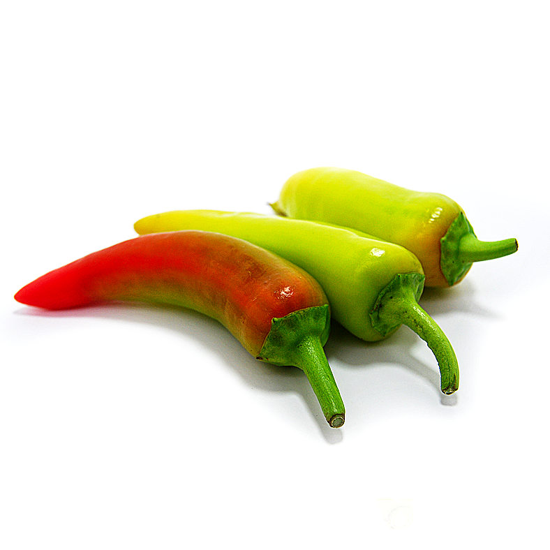 World of Chillies Yellow Biquinho chilli plant in terracotta pot