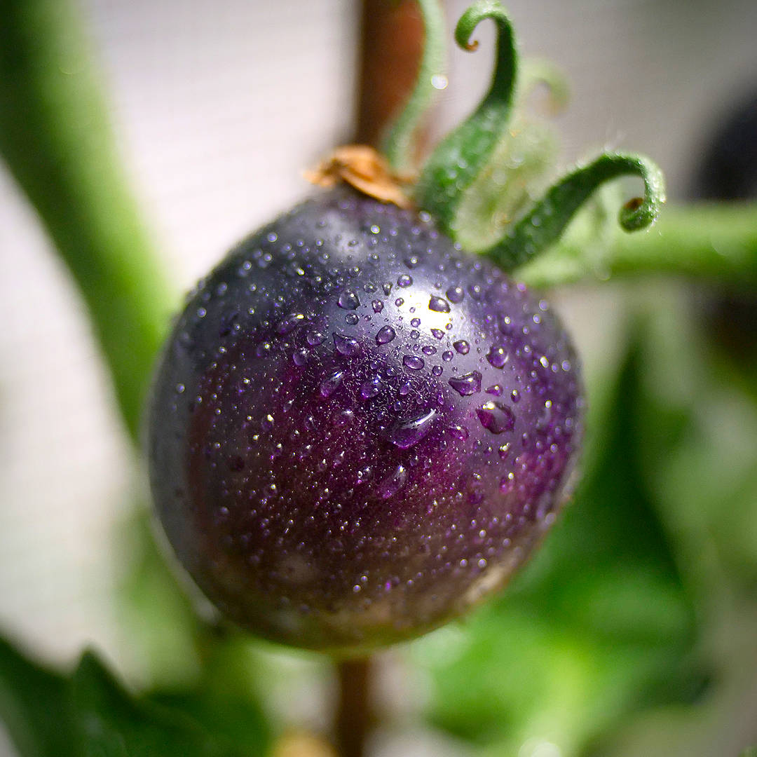 world of chillies indigo rose single tomato