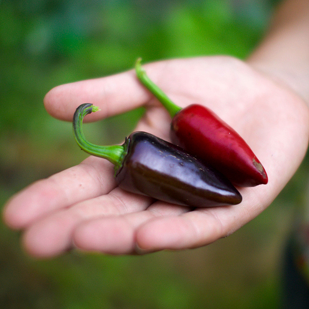 World of Chillies Purple Jalapeno chillies in grower’s hand