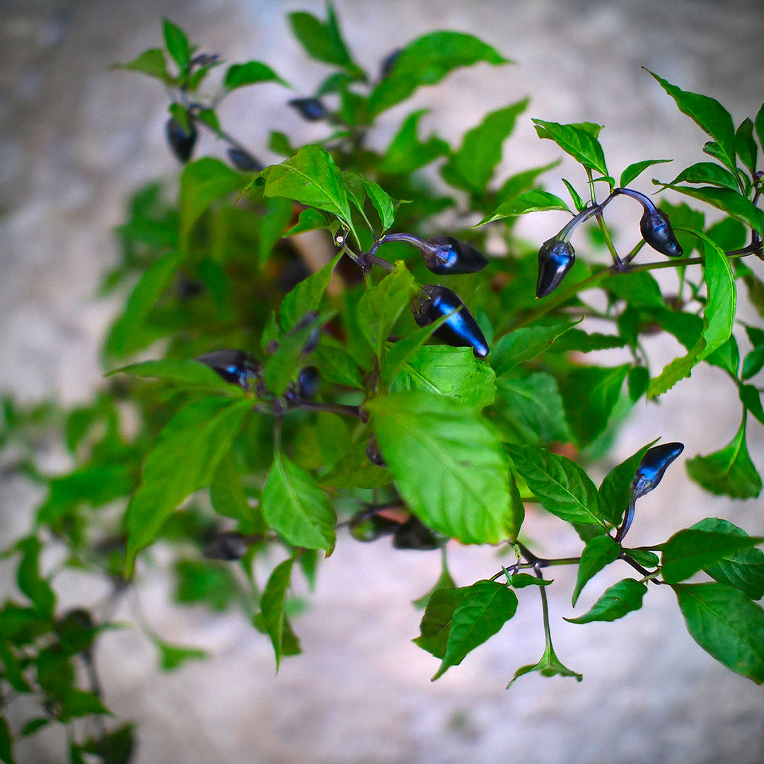 World of Chillies Purple Jalapeno compact plant with dark pods