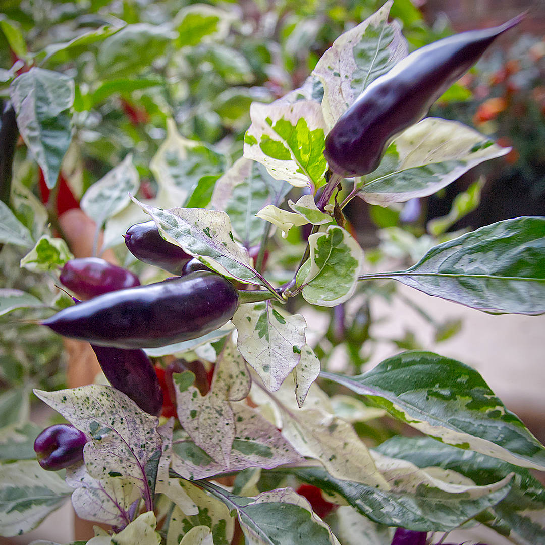 world of chillies close-up of glossy dark purple Jalapeño Tiger chillies surrounded by variegated foliage