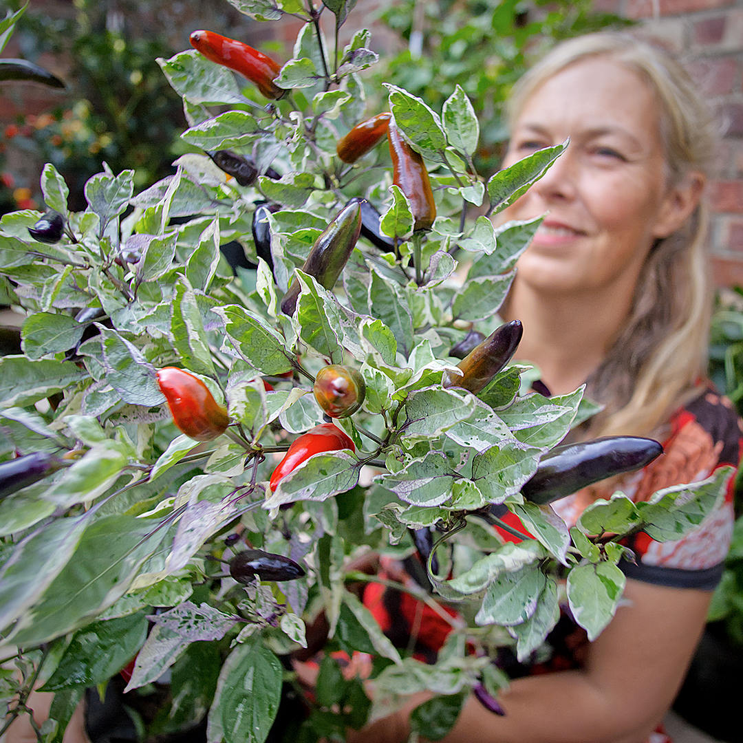 world of chillies Sarah with a productive Jalapeño Tiger plant covered in variegated leaves and multicoloured chillies