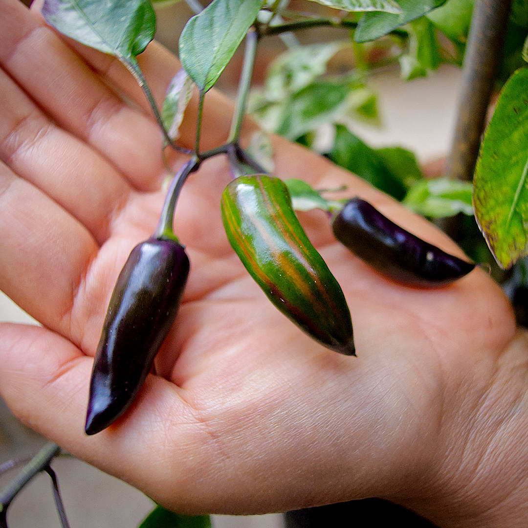world of chillies Jalapeño Tiger purple and green striped chilli pods held in a hand