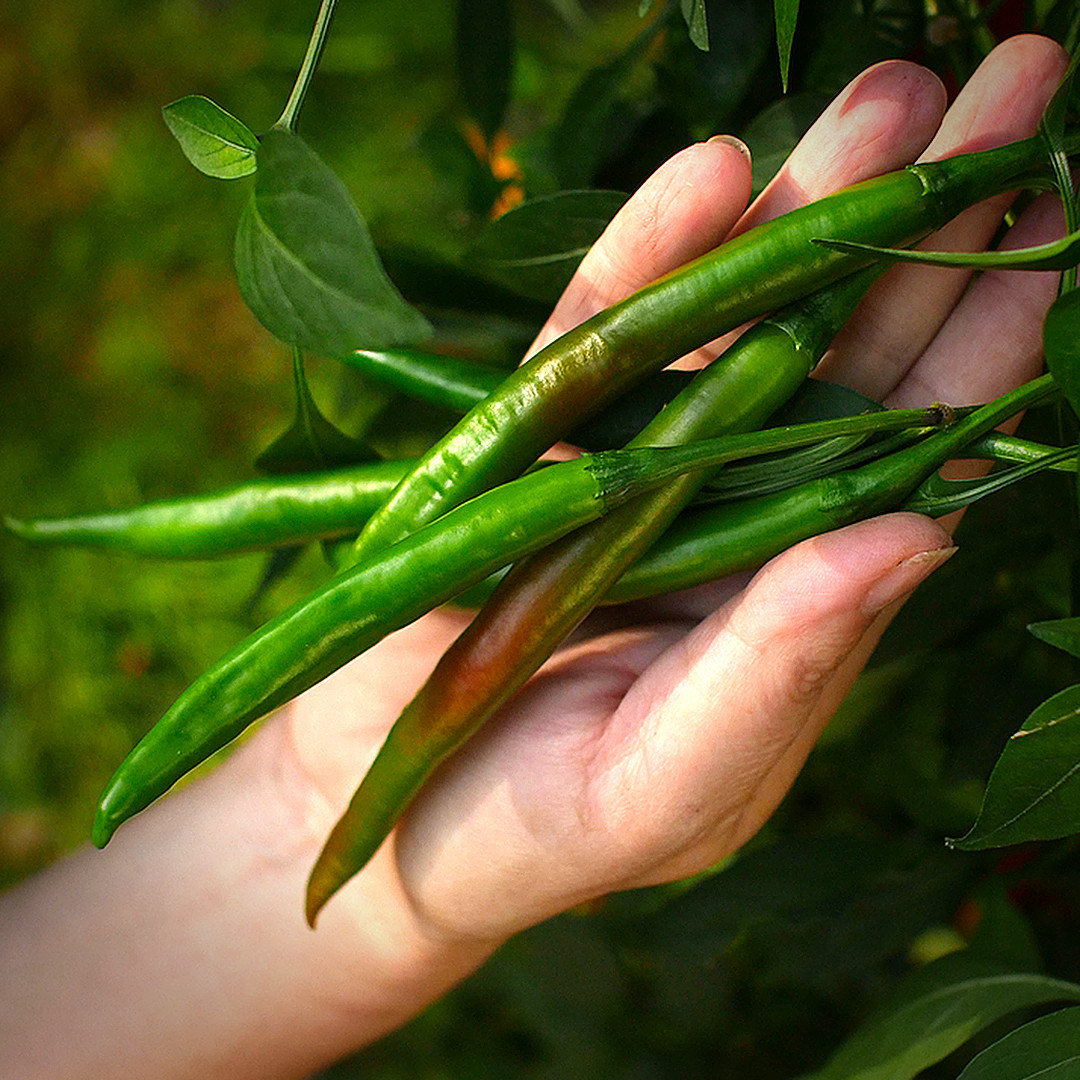 World of Chillies Kashmiri Chillies green pods in hand