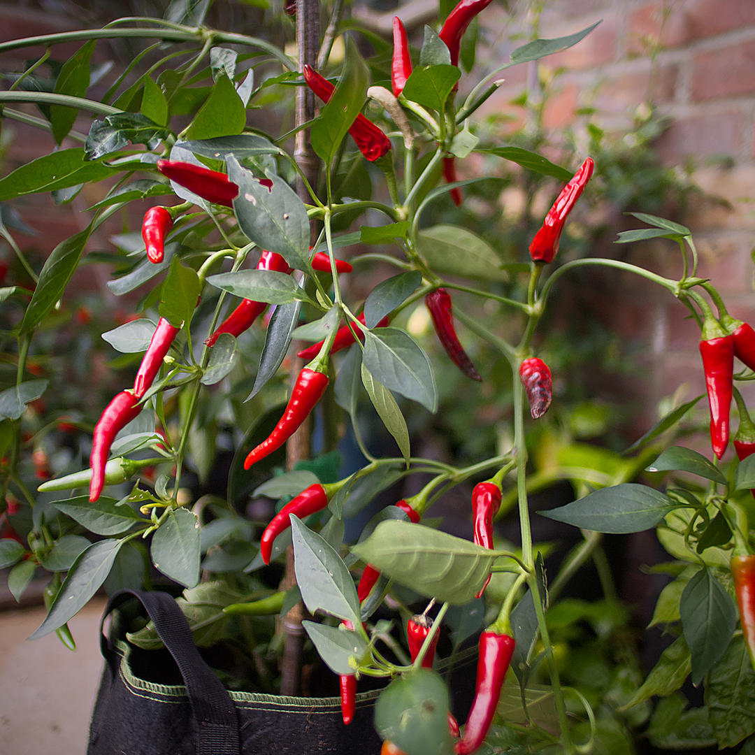 world of chillies Korean Gochu plant with numerous red chillies growing upright and sideways