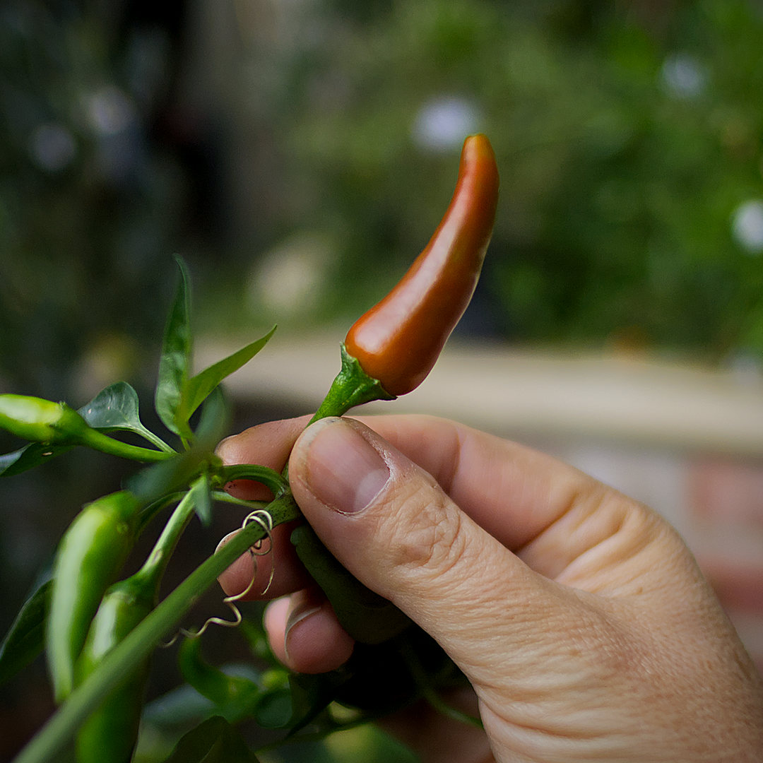 world of chillies hand holding a ripening Korean Gochu chilli with green pods behind