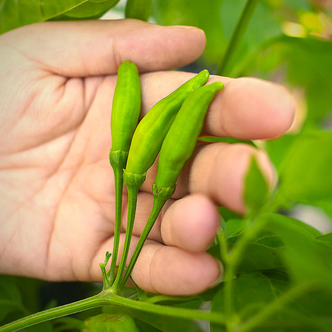 World of Chillies Lemon Aji unripe green chillies held in hand