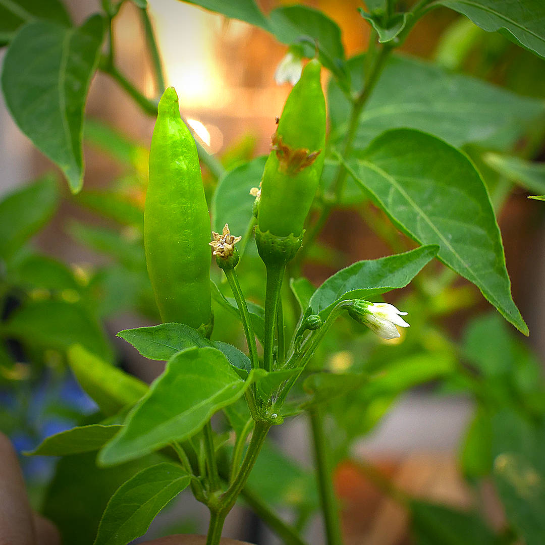 World of Chillies Lemon Aji green pods growing on plant