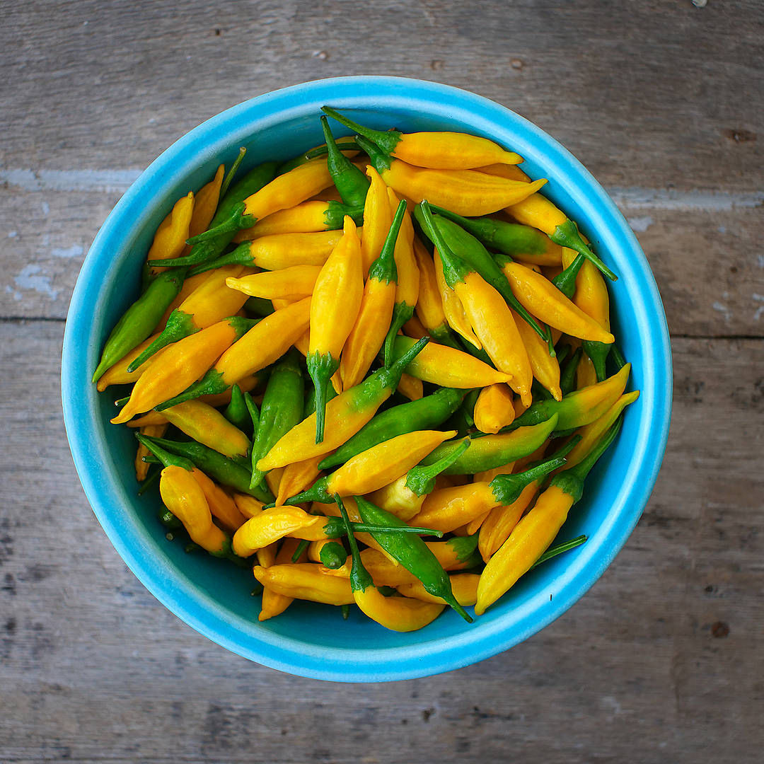 World of Chillies Lemon Aji ripe yellow chillies in blue bowl