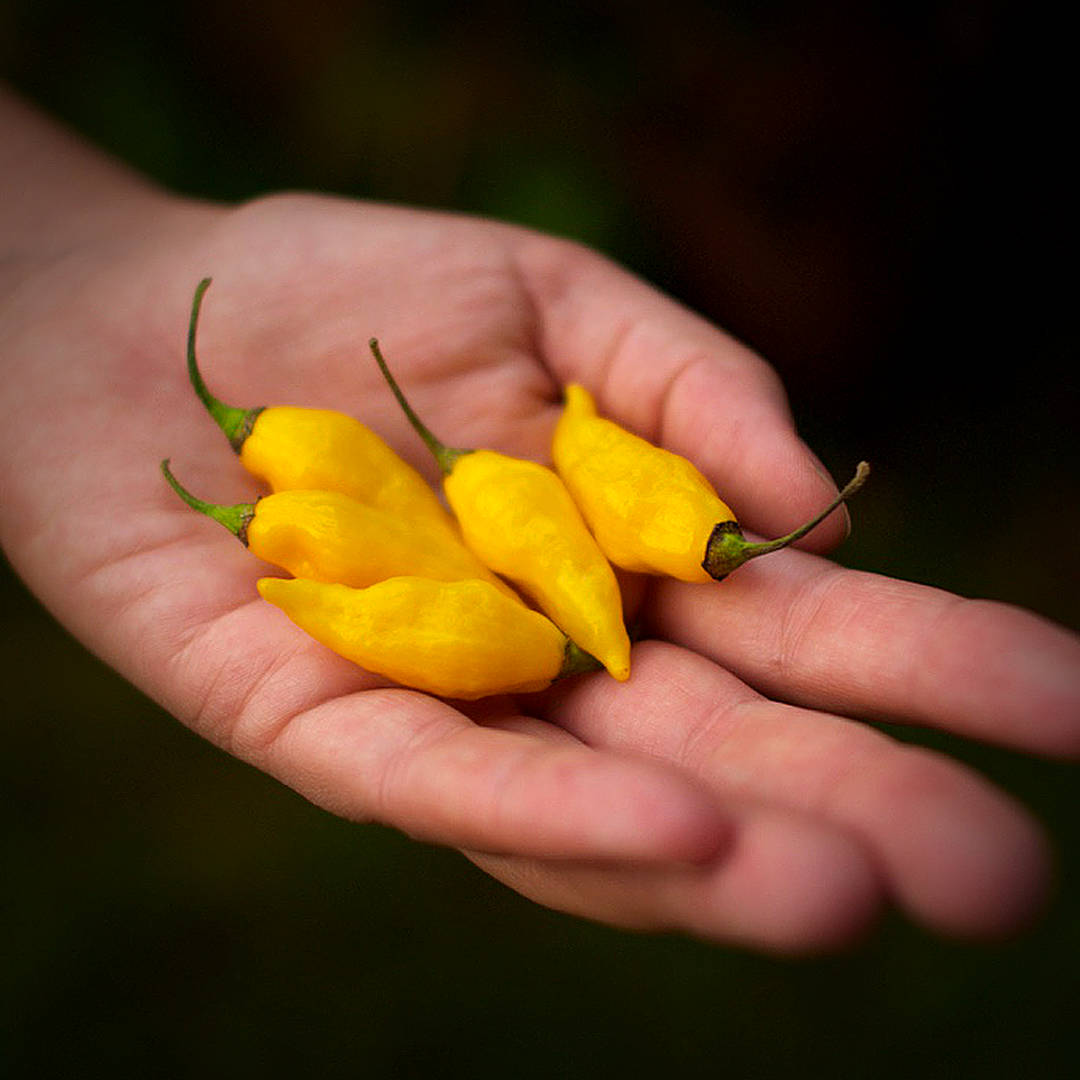 World of Chillies Lemon Aji chillies freshly picked and held in hand