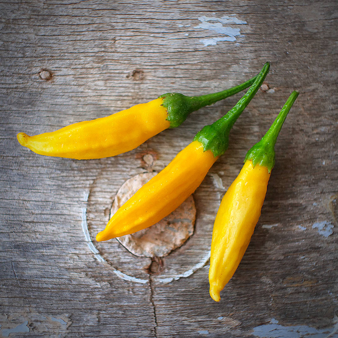 World of Chillies Lemon Aji chillies displayed on wooden background
