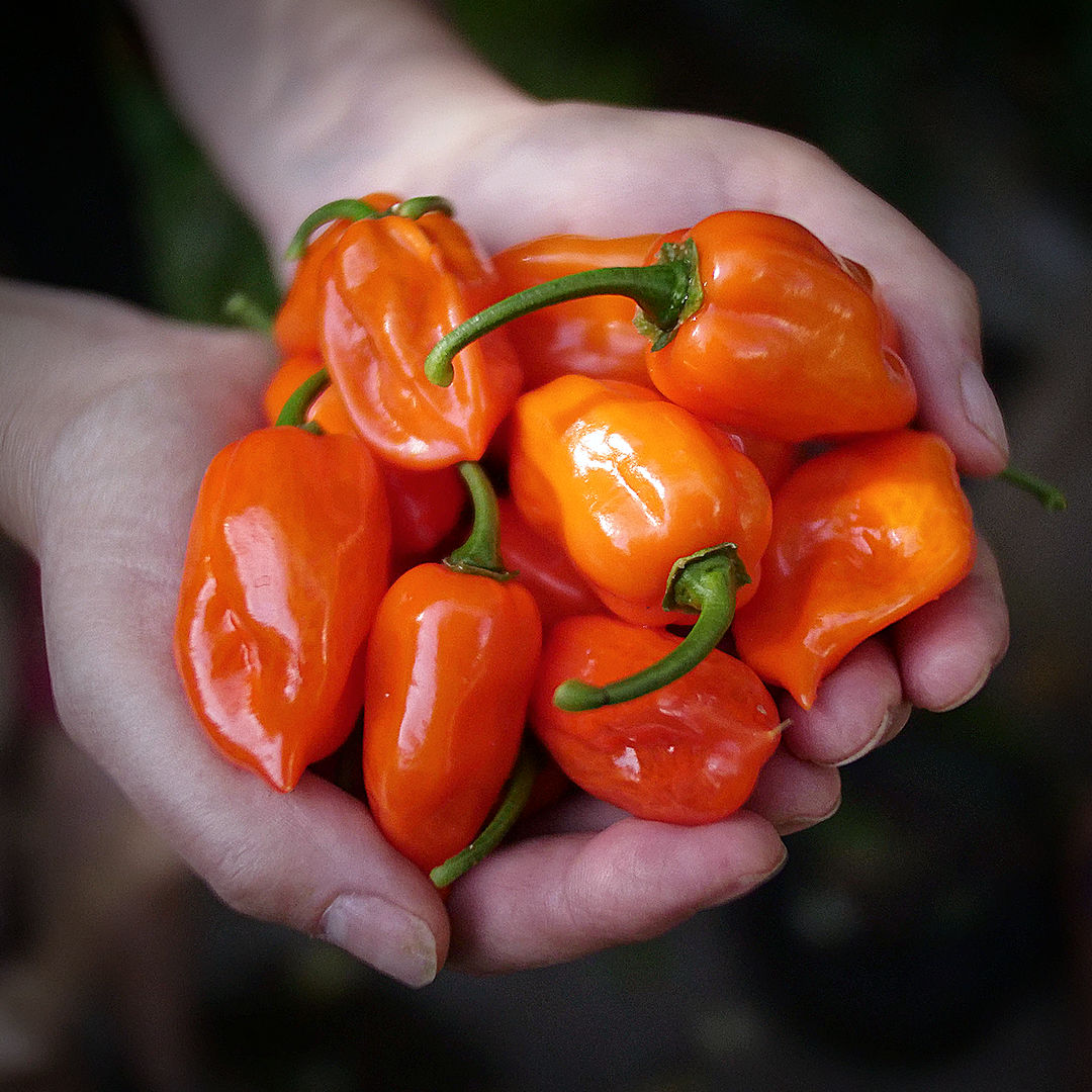 World of Chillies Orange Habanero chillies in hands showing glossy pods