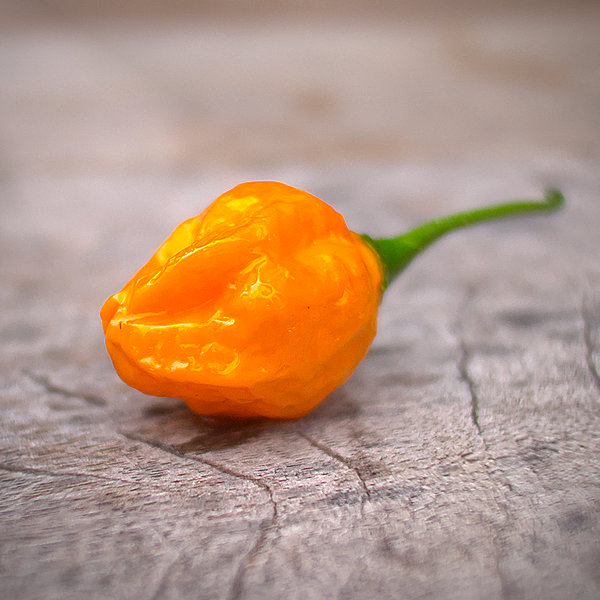 World of Chillies Oro de Ecuador chilli pod on surface