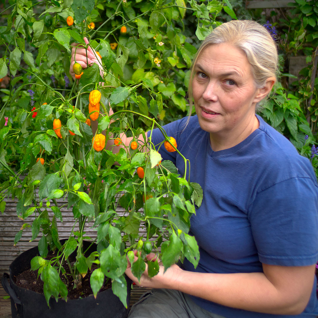 World of Chillies Oro de Ecuador chilli plant with ripe pods