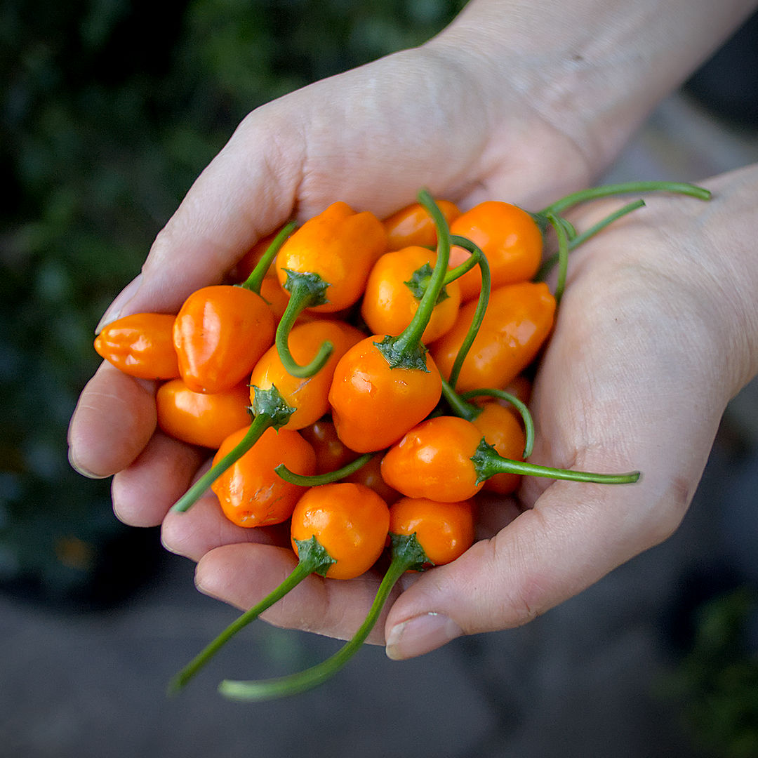 World of Chillies Oro de Ecuador chilli pods in hand