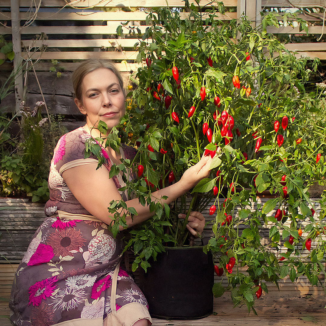 World of Chillies Paper Lantern chillies ripening on outdoor plant