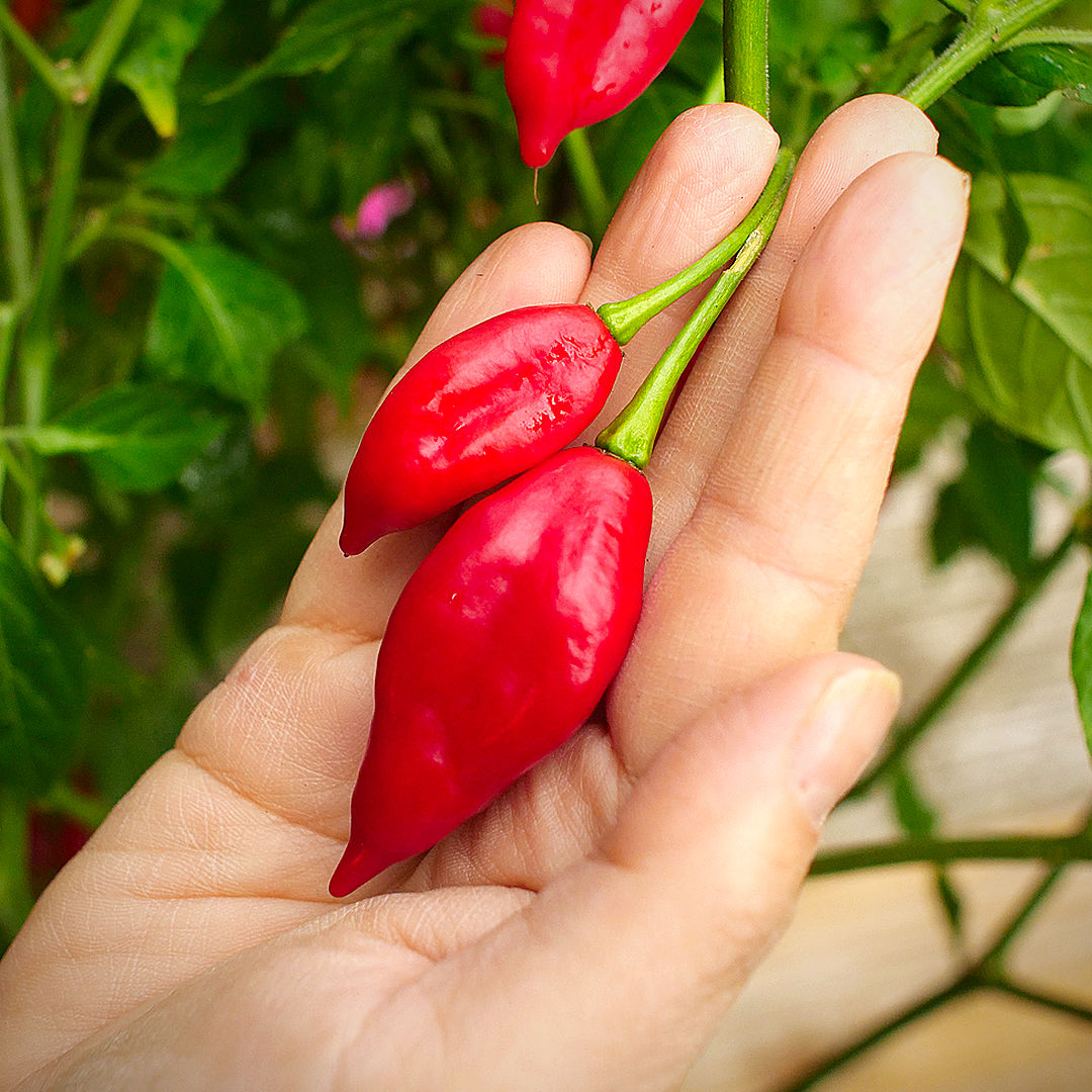 World of Chillies Paper Lantern chillies held in hand close-up
