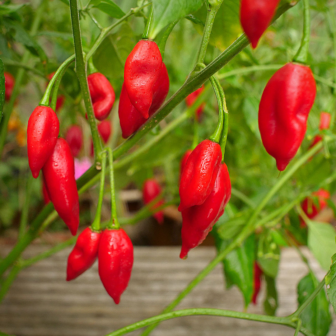 World of Chillies Paper Lantern chillies ripening on outdoor plant