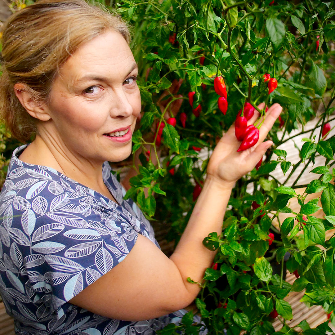 World of Chillies Paper Lantern chilli plant with bright red pods and green leaves