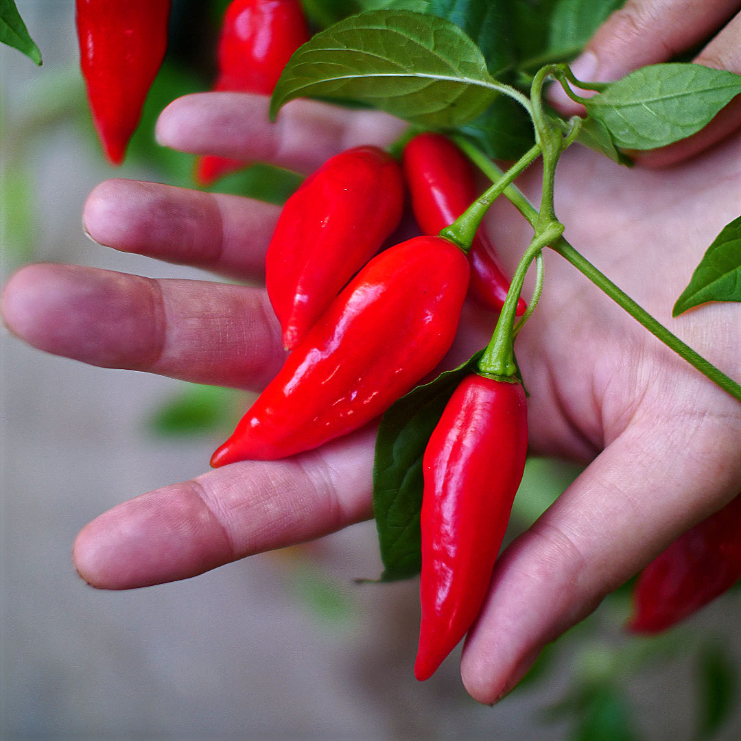 World of Chillies Paper Lantern chillies resting on palm of hand