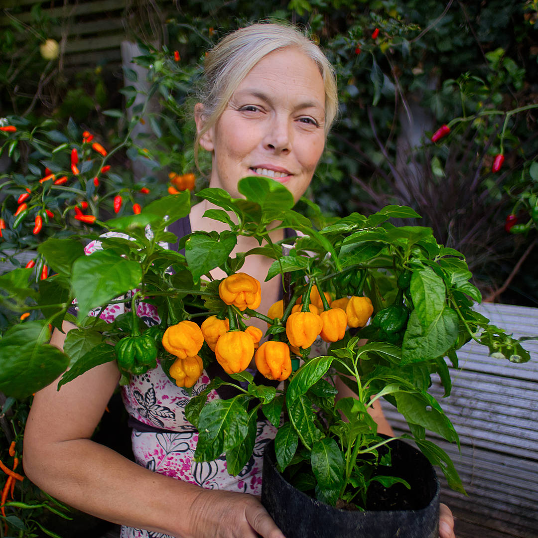 world of chillies Sarah holding a compact Papa Joe's Scotch Bonnet plant laden with yellow chillies